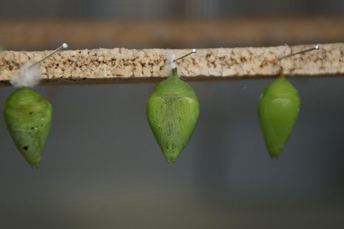 Development stage 1